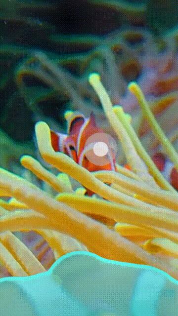 CV又不存在了？Meta“分割一切”2.0正式开源，视频也能分割了