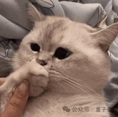 《Her》有形象了，给AI打视频电话，几乎无延迟，红杉YC投了