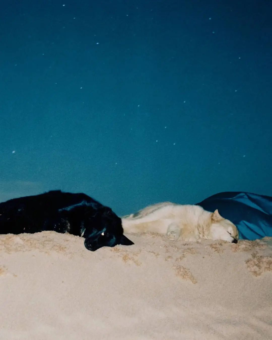 一秒变身Hello Kitty整顿职场,这个AI工具能把一切都变成 CCD