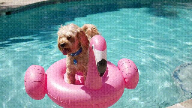 谷歌版Sora来了,4K高清暴击OpenAI,视频生图新卷王,更理解物理世界