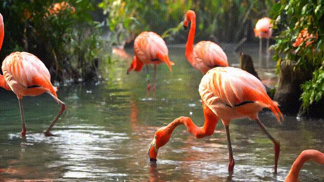 谷歌版Sora来了,4K高清暴击OpenAI,视频生图新卷王,更理解物理世界