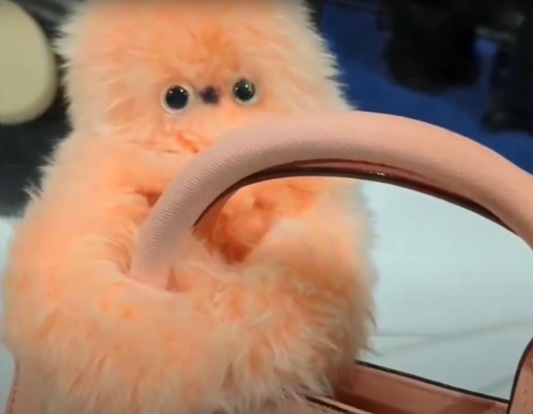 中国AI硬件,正在占领CES