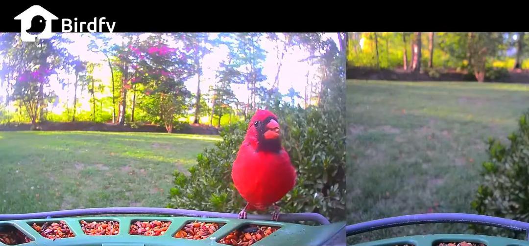 中国AI硬件,正在占领CES